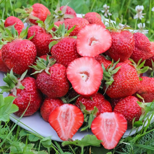 Клубника (крупноплодная) Флоренс 5 шт. в упаковке