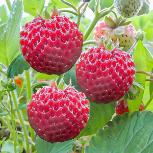 Клубника Фрамберри 5 шт. в упаковке