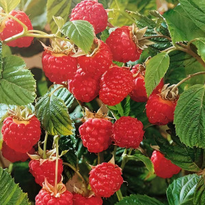 Саженцы Малина красная Алтайская вкусная