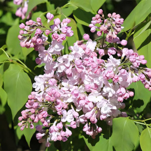 Сирень обыкновенная Жемчужина