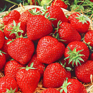 Клубника (крупноплодная) Викода 5 шт. в упаковке