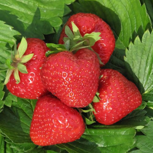 Клубника  Дэли  (упаковка 5 шт.)