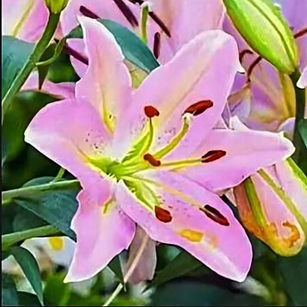  Лилия восточная Color Essence (Колор Эссенс)