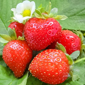 Клубника ремонтантная (крупноплодная) Свит Эви 5 шт. в упаковке