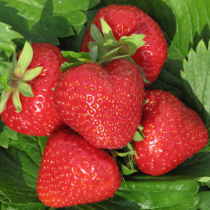 Клубника (крупноплодная) Дэли 5 шт. в упаковке