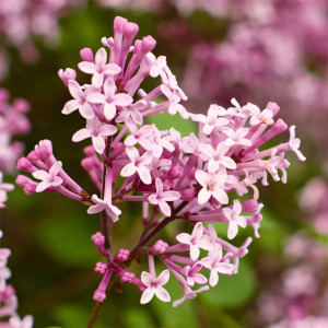 Сирень Мейера Флауэрфест Пинк