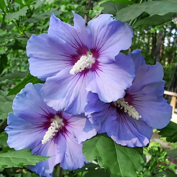 Гибискус сирийский Блю Сатин