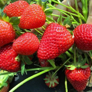 Клубника  Нанди  (упаковка 5 шт.)