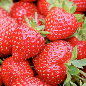 Клубника ремонтантная (крупноплодная) Маэстро 5 шт. в упаковке