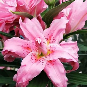  Лилия восточная Diantha (Дианта)