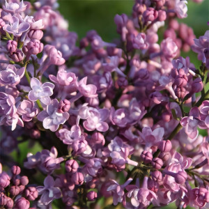 Сирень обыкновенная Дружба