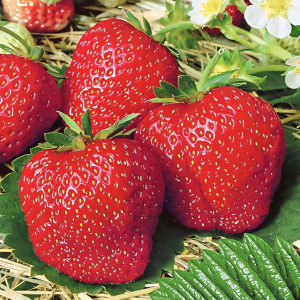Клубника (крупноплодная) Деройял 5 шт. в упаковке