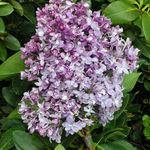 Сирень обыкновенная Изобилие