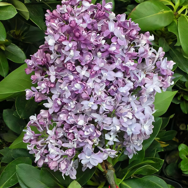 Сирень обыкновенная Изобилие