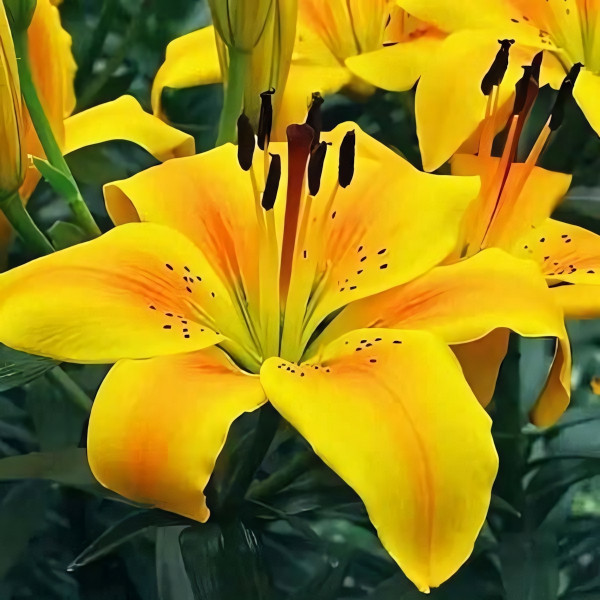  Лилия азиатская Golden Joy (Голден Джой)