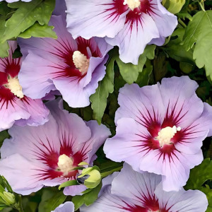 Гибискус сирийский Марина