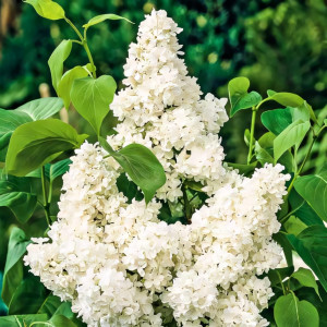 Сирень Мадам Лемуан