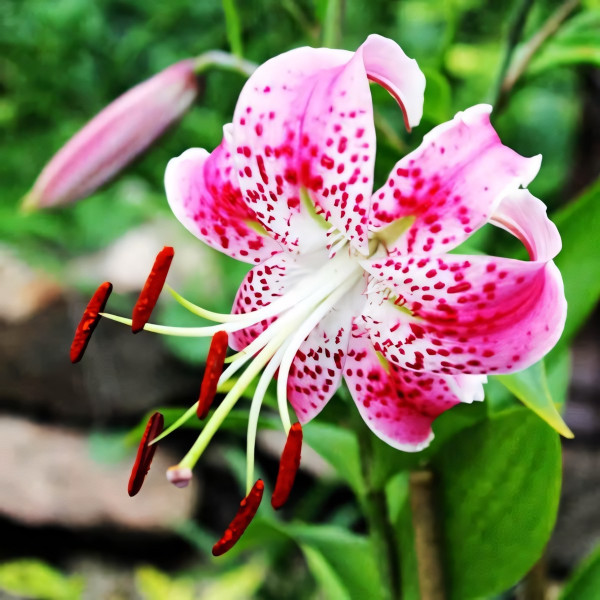  Лилия Speciosum Rubrum (Сп. Рубрум)