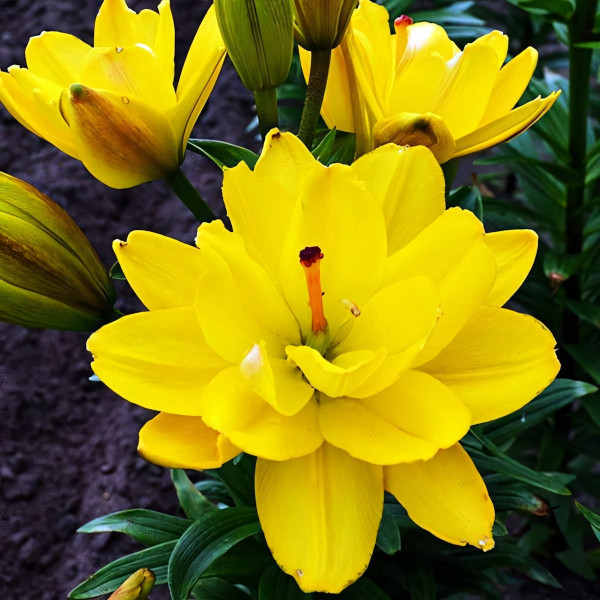  Лилия азиатская Yellow Bellies (Йеллоу Беллиз)