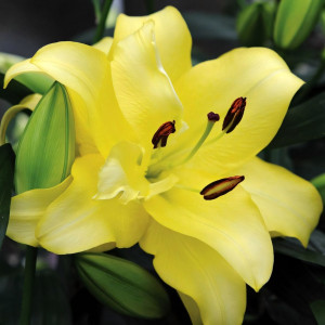  Лилия ОТ гибрид Exotic Sun (Экзотик Сан)