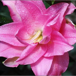  Лилия восточная Lotus Joy (Лотус Джой)