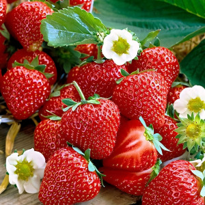 Клубника  Майя, 5шт.