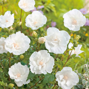 Гибискус сирийский Вайт Шифон