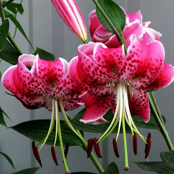  Лилия Speciosum Uchida (Сп. Ушида)