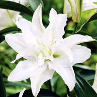  Лилия восточная Lotus Pure (Лотус Пьюр)