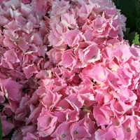 Гортензия крупнолистная Pink Sensation (Пинк Сенсейшн)