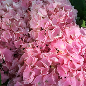 Гортензия крупнолистная Pink Sensation (Пинк Сенсейшн)