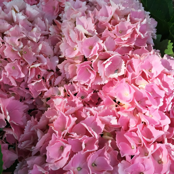 Гортензия крупнолистная Pink Sensation (Пинк Сенсейшн)