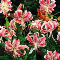  Лилия Speciosum Uchida (Сп. Ушида)
