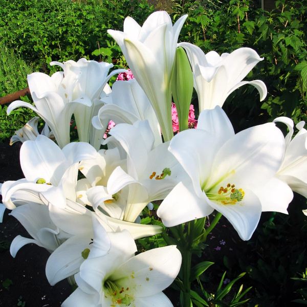 Лилия LOO гибрид White Triumphator (Уайт Триумфатор)