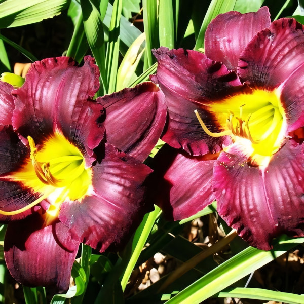 Саженцы Лилейник Super Purple (Супер Пепл)