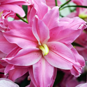  Лилия восточная Lotus Joy (Лотус Джой)
