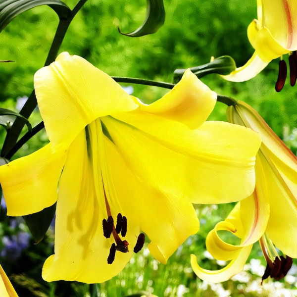  Лилия ОТ гибрид Rising Moon (Райзинг Мун)