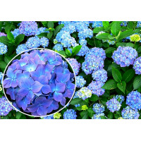Гортензия крупнолистная Blauer Zwerg (Блау Цверг)