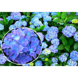 Гортензия крупнолистная Blauer Zwerg (Блау Цверг)