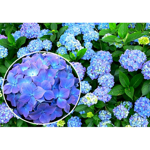 Гортензия крупнолистная Blauer Zwerg (Блау Цверг)