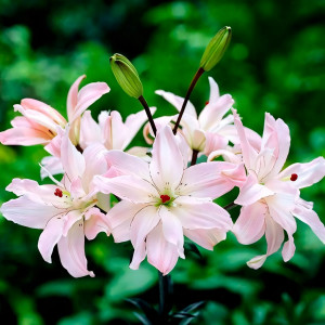  Лилия азиатская Spring Pink (Спринг Пинк)