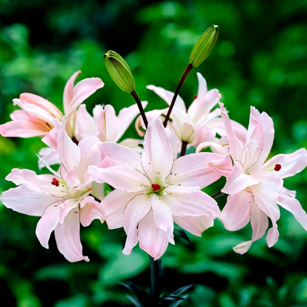  Лилия азиатская Spring Pink (Спринг Пинк)