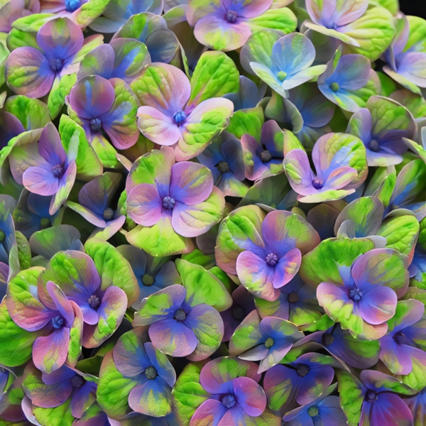 Гортензия крупнолистная Magical Amethyst Blue (Мэджикал Аметист Блю)