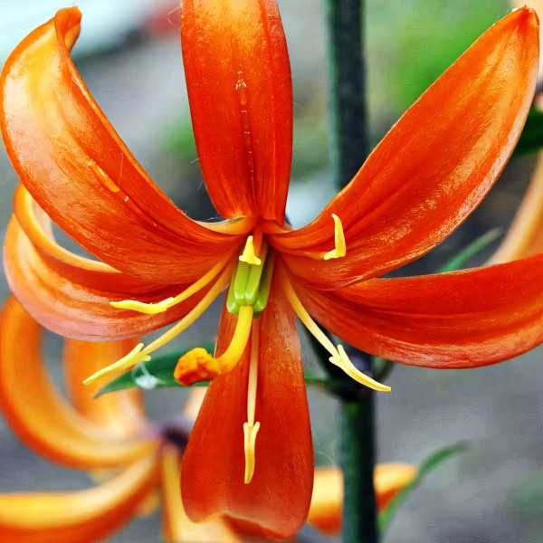  Лилия Orange Marmelade (Оранж Мармелад)