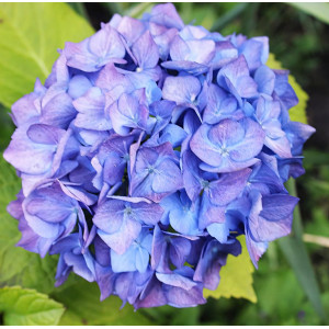 Гортензия крупнолистная Blauer Zwerg (Блау Цверг)