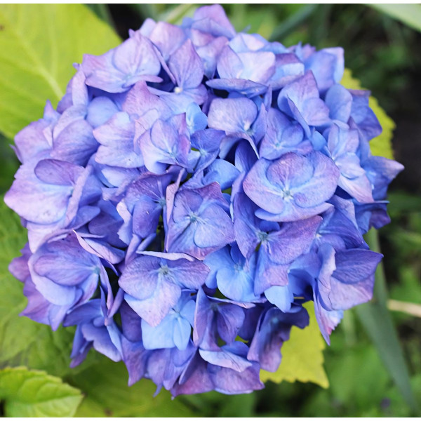 Гортензия крупнолистная Blauer Zwerg (Блау Цверг)