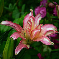  Лилия азиатская Aphrodite (Афродита)