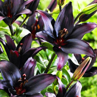 Лилия азиатская Black Charm (Блэк Шарм)