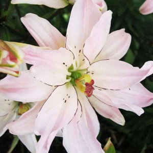 Лилия азиатская Spring Pink (Спринг Пинк)