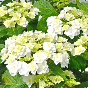 Гортензия крупнолистная Doppio Bianco (Доппио Бьянко)
